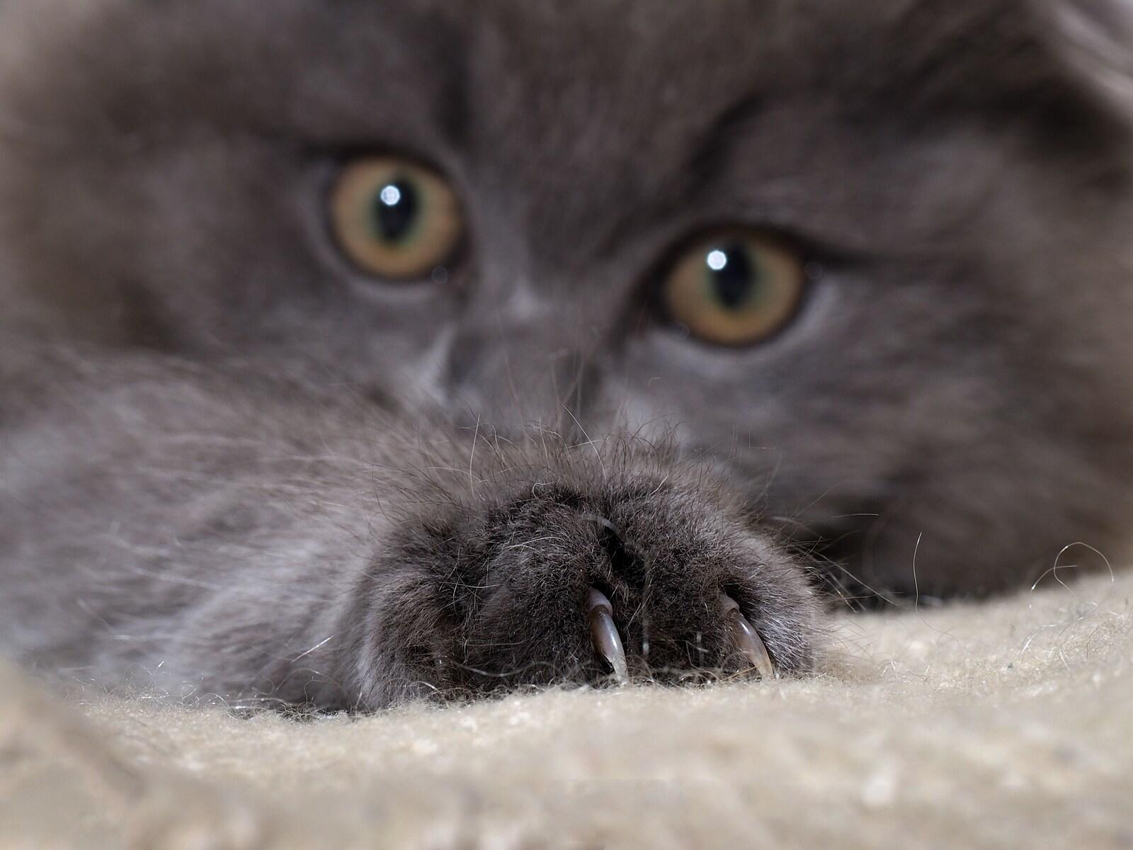 Fluffy dark gray cat lying down with claws extended into carpet. The fur is gray fluffy