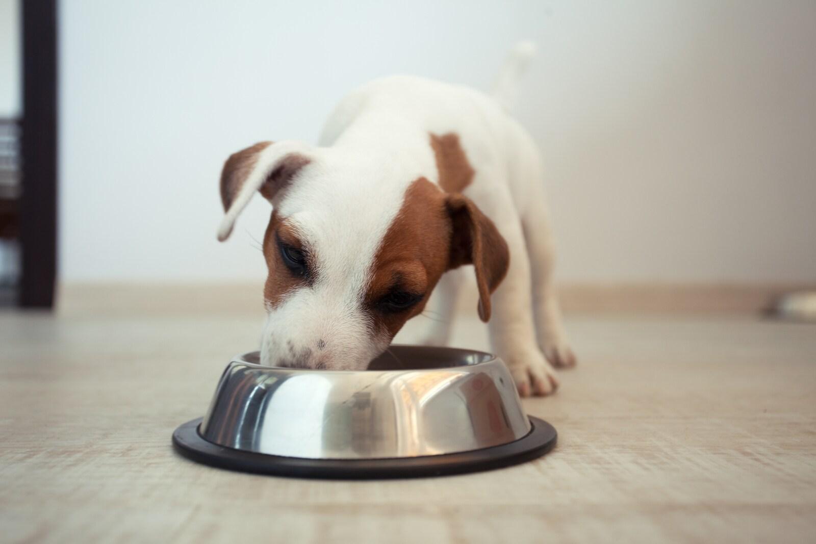 jack-russell-puppy-eating Jack Russell terrier puppy eating food out of a dog bowl.
