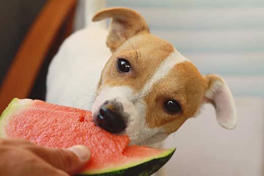 jack-russell-terrier-eats-watermelon-SW