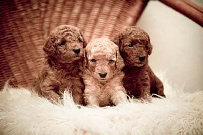 Three golden doodle puppies sitting on a white fluffy pillow on a wicker chair.