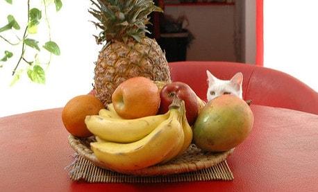 White cat looking at fruit bowl on red table