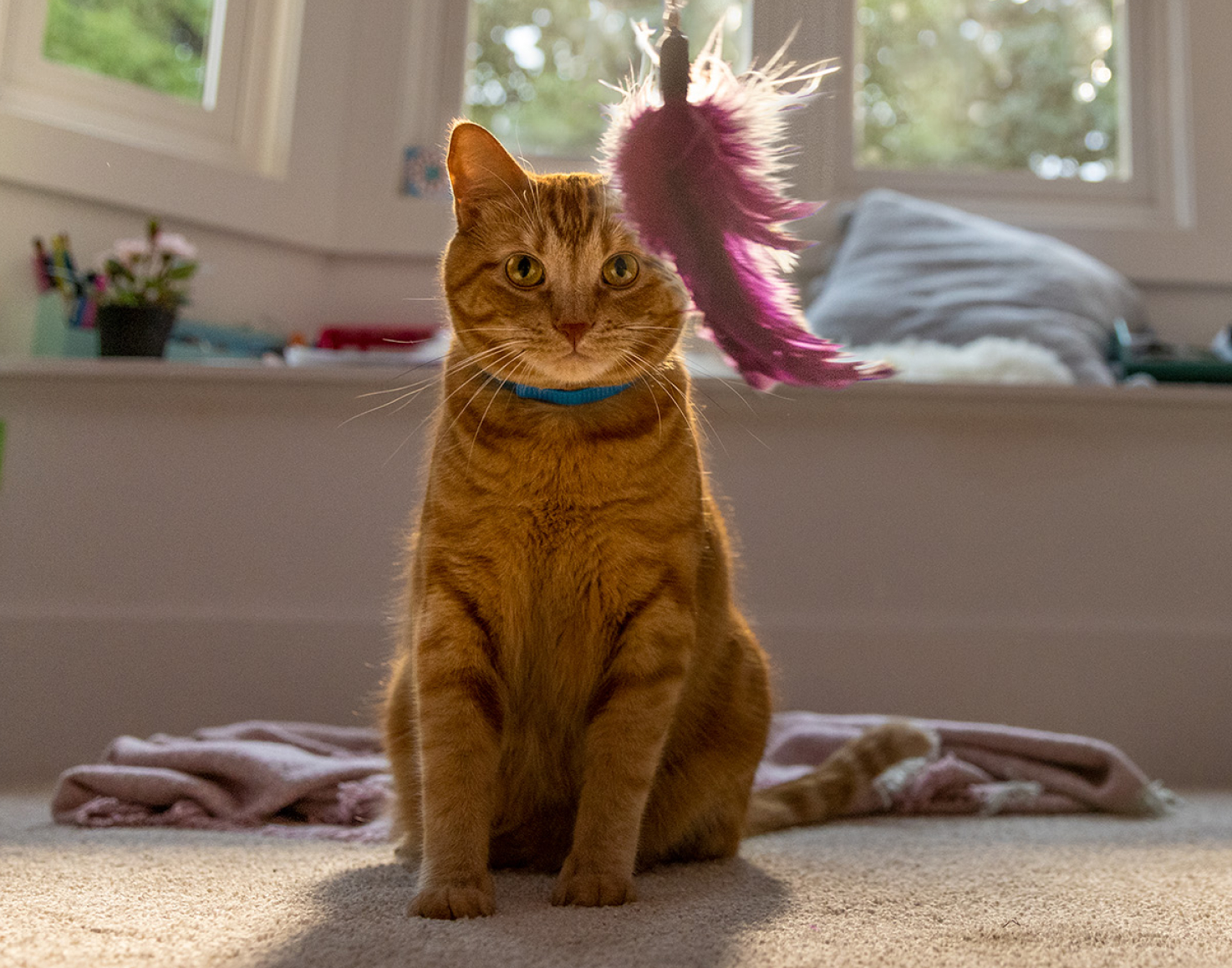 cat sitting looking at toy