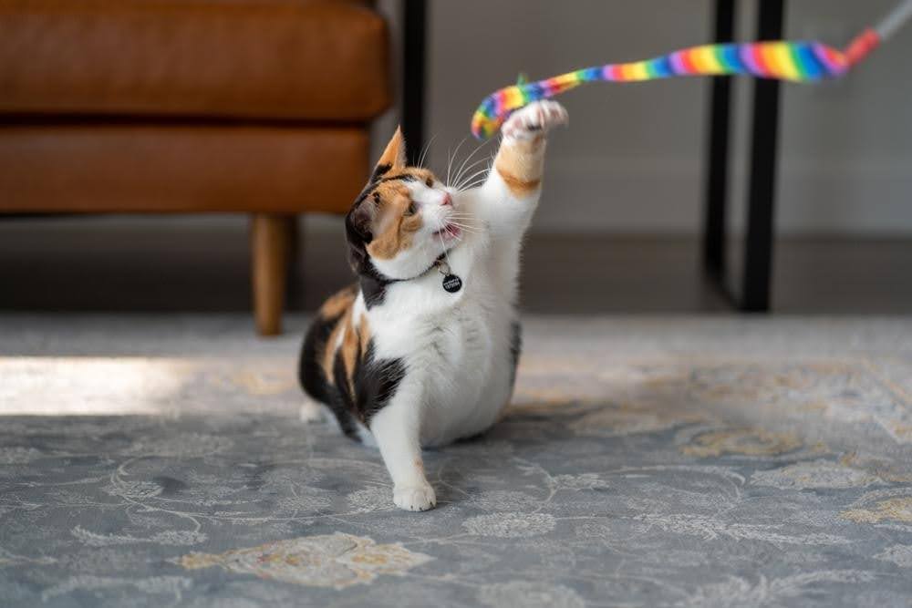 an obese cat struggling to play with her toys