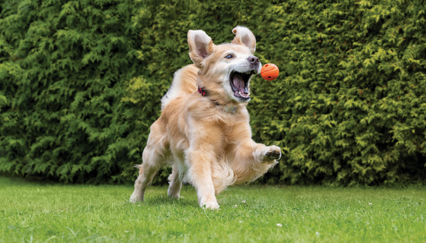 Dog playing with a ball
