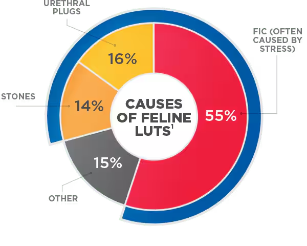 Chart showcasing causes of Feline LUTS