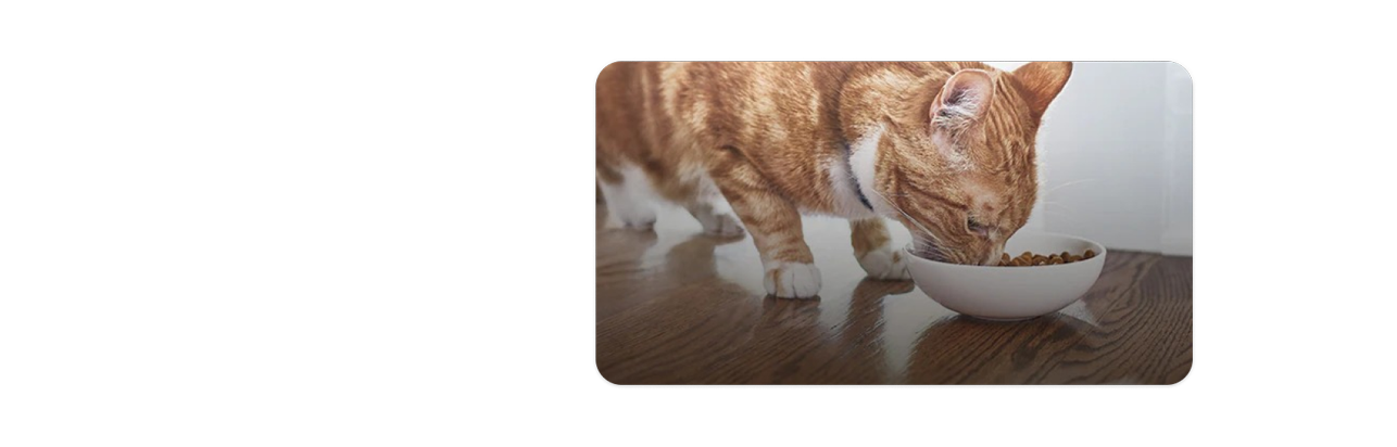 Kitten eating from a bowl