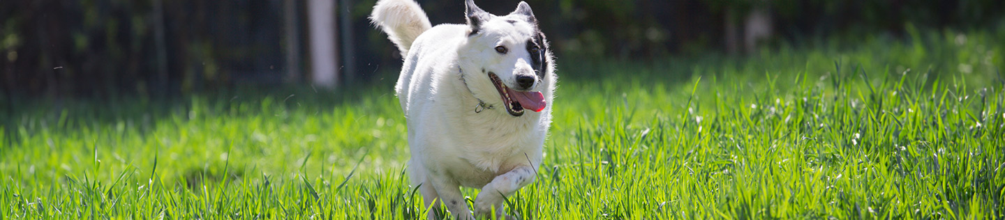 obese white dog with black spots running in the field