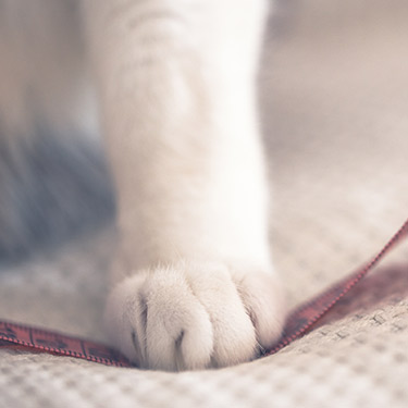A paw stands on measuring tape. 
