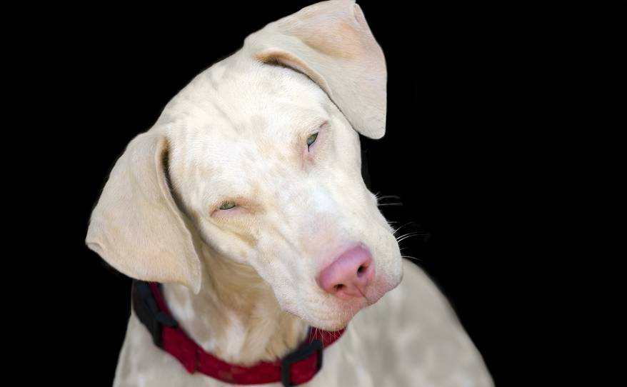 Albino dog with pink nose and tilted head.