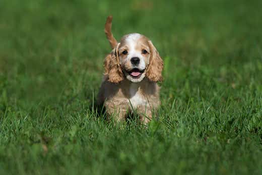 American cocker spaniel puppy outside in the grass.