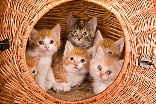Family of six kittens in a basket