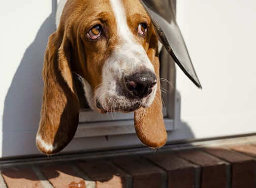 Basset hound sticking head out of doggie door.