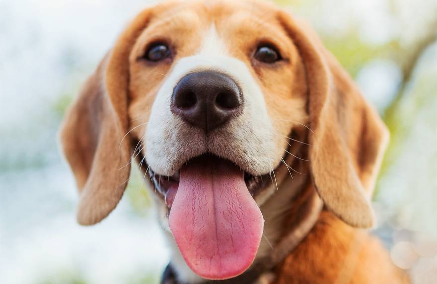Beagle close-up with his tongue out.