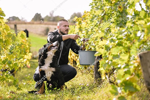 Bernese mountain dog sitting next to and looking up at a man picking grapes from a vine in vineyard.