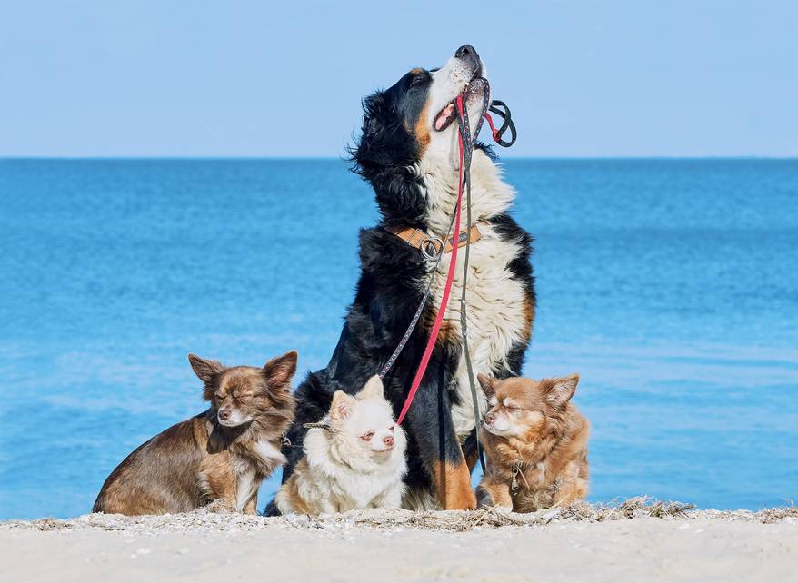 Bernese Mountain dog with the leashes of three Chihuahuas in his mouth on the seashore