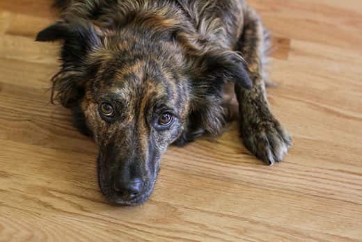 Black and orange shepherd mutt, laying on wood floor.