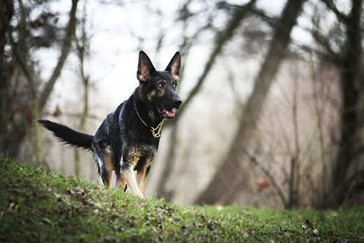 Black German shepherd puppy standing in a forest.