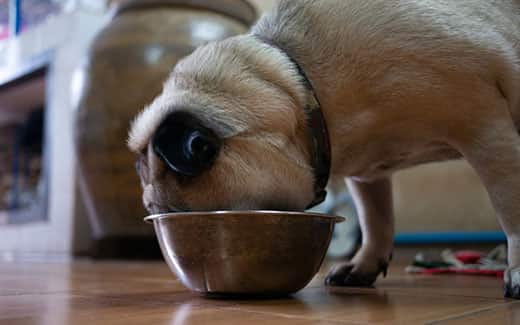 Blonde pug with face buried in a metal dog food bowl.
