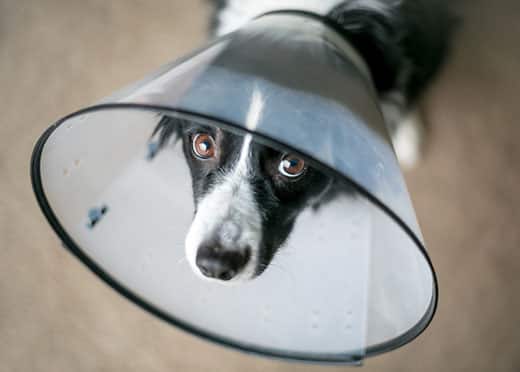 A Border Collie dog wearing a protective Elizabethan collar after surgery