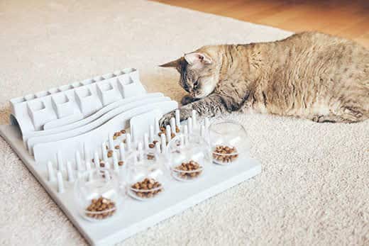 brown cat lying on floor playing with a cat toy that dispenses food