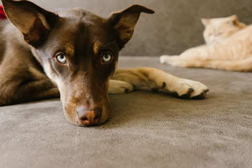 Brown dog laying on couch in foreground. Cream colored cat laying on couch blurred in background.