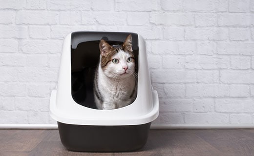 Brown and white cat inside of a litter box.