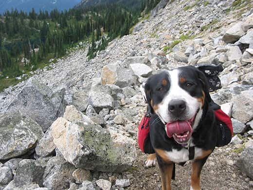 Black, brown and white dog on a rocky mountain with doggie backpack.