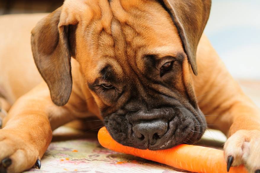 Bullmastiff puppy chewing on a carrot