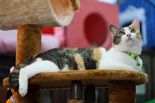 Calico cat in green collar laying on a cat condo
