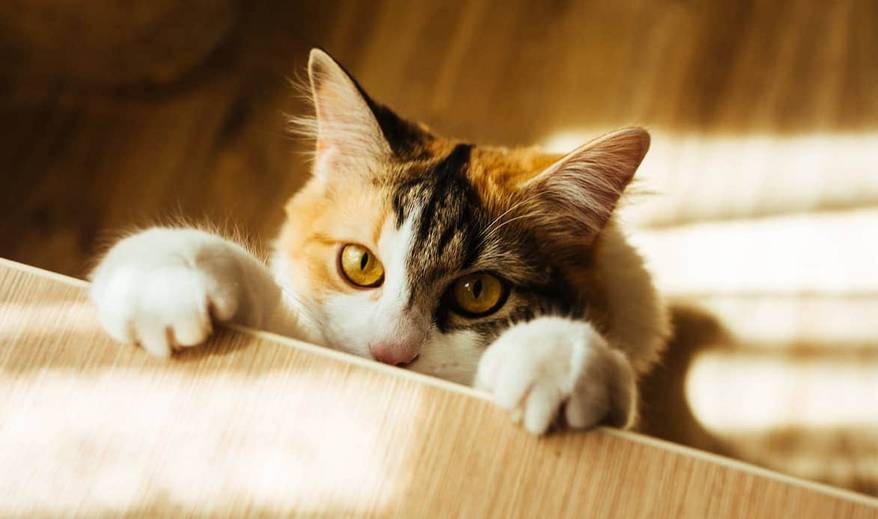 Long-haired calico with paws on table, feet on floor.