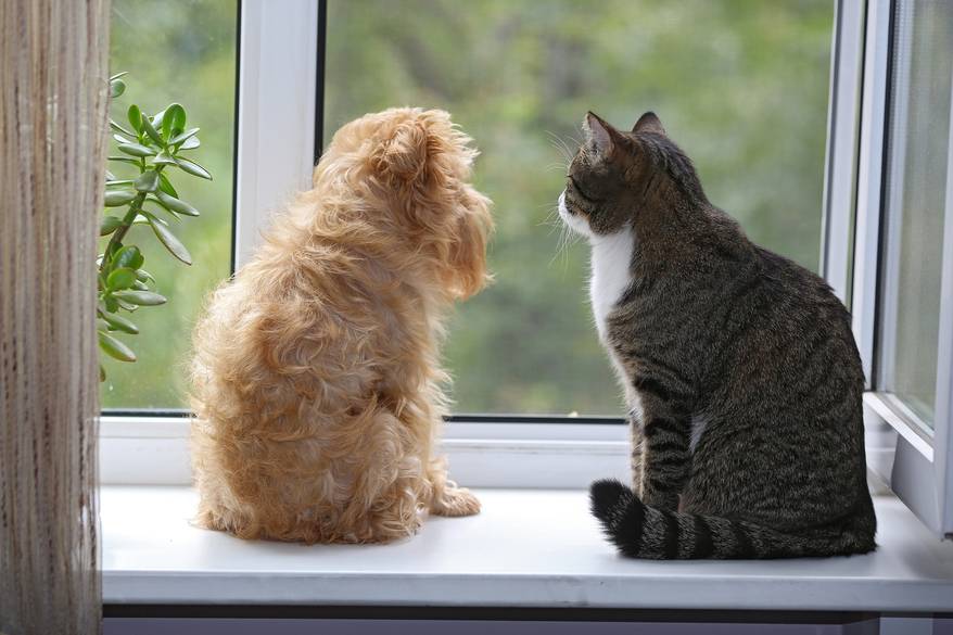Striped gray cat and blonde long-haired dog sitting on the window sill staring outside together.