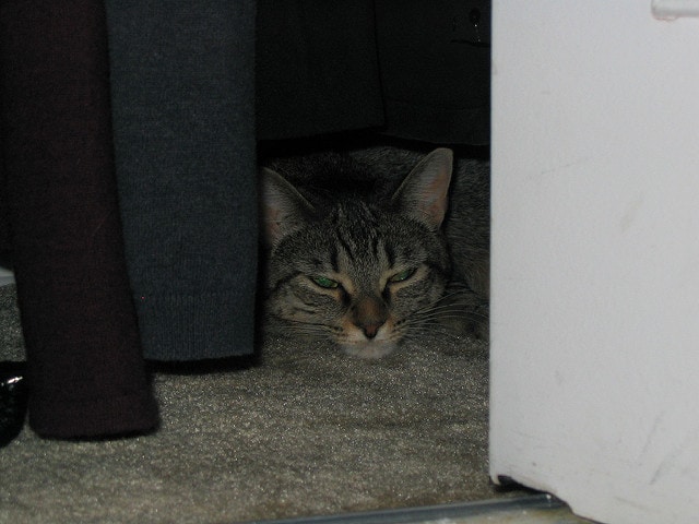 Cat hides in closet.
