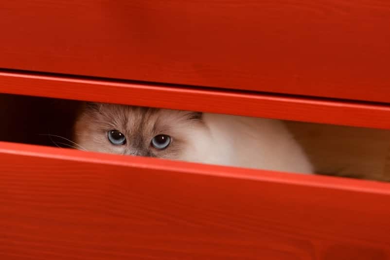 Himalayan cat hiding in the red wooden drawer