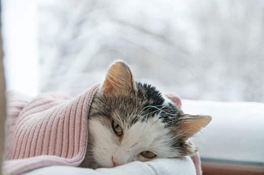 Cay lying beneath pink blanket next to a window with a wintery scene outside.