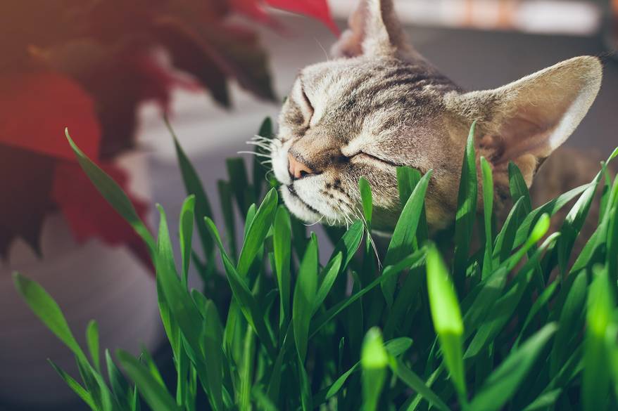 Tabby cat nuzzling some blades of grass