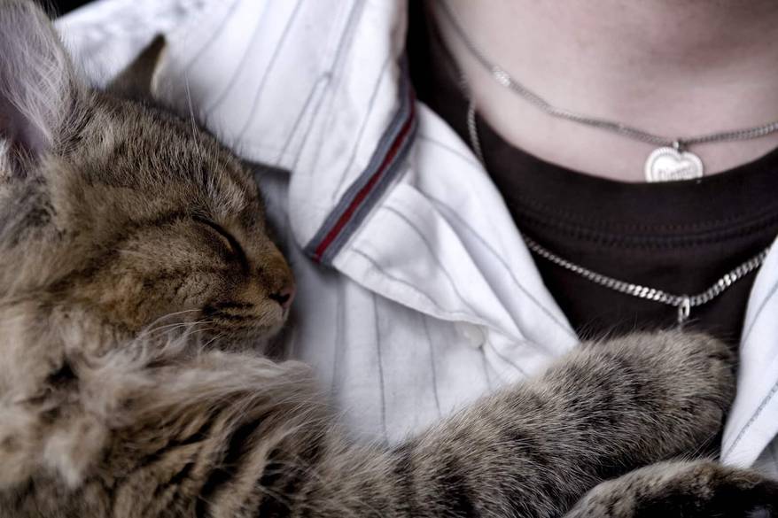 Cat snuggled up on human's chest.