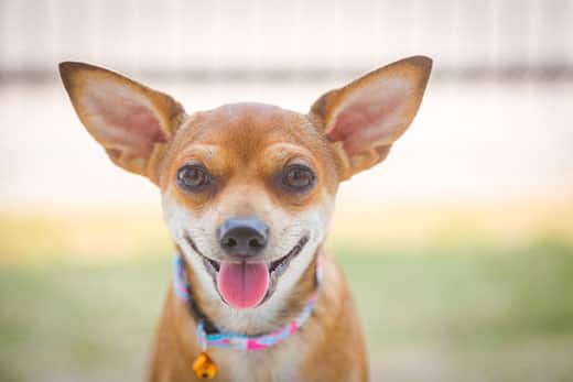Chihuahua with tongue out smiling.