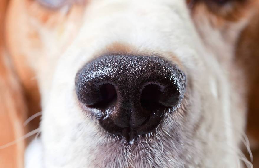 Close-up of beagle nose.