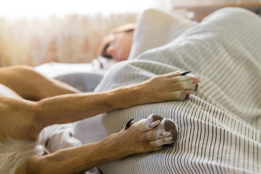 Dog and human sleep in bed. Image of dog paws in bed with a human sleeping in the background on a bright sunny morning.
