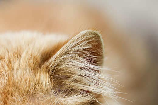 Close-up of an orange cat's ear.