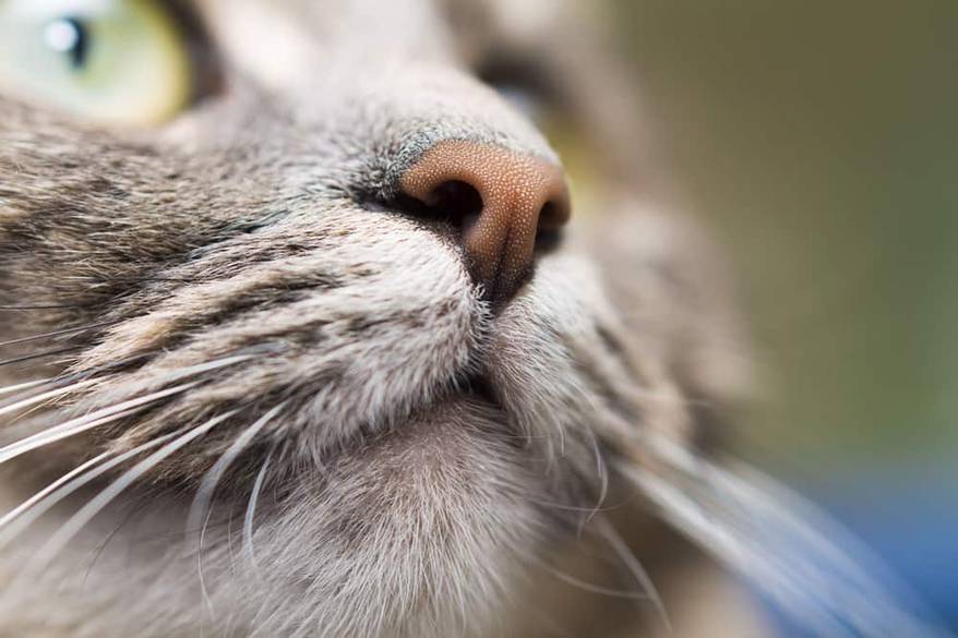 Close-up of gray cat's nose