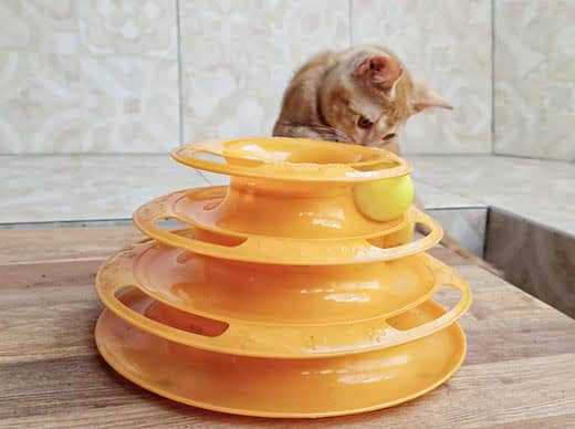 cream-colored kitten playing with a spiral ball tower interactive cat toy