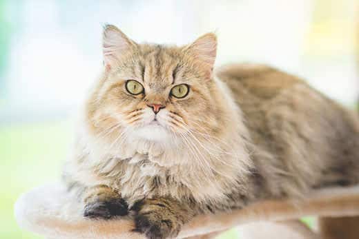 Cute persian cat lying on cat tower and looking at camera