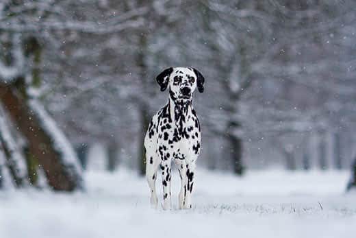 dalmatian waiting for the hunt