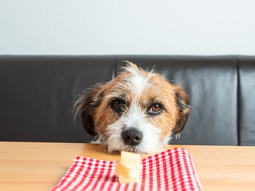 Scruffy looking dog with head on table stares at plate with cheese.
