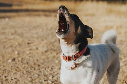 Dog in a field barking.
