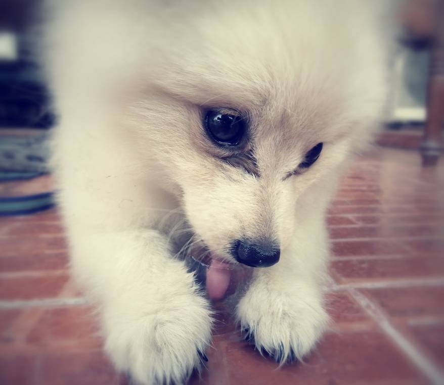 Dog playing ice cubes - Pomeranian