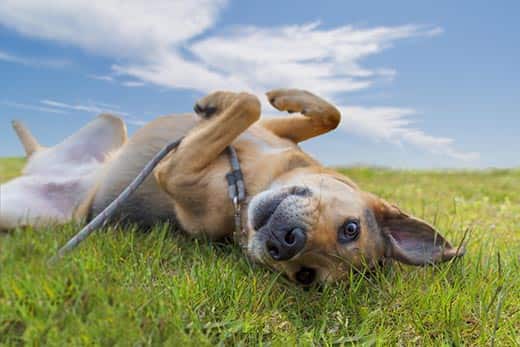 Adorable mixed breed German shepherd dog rolling in the grass under blue sky
