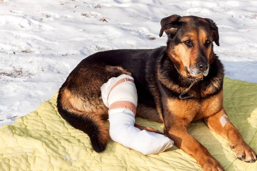 Dog with broken leg in a cast lies on a yellow blanket in the snow.