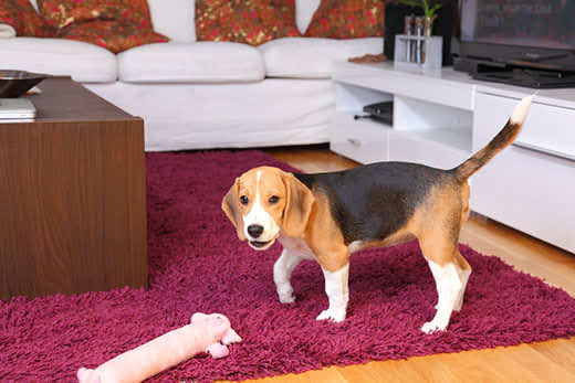 Female Beagle puppy inside a modern apartment